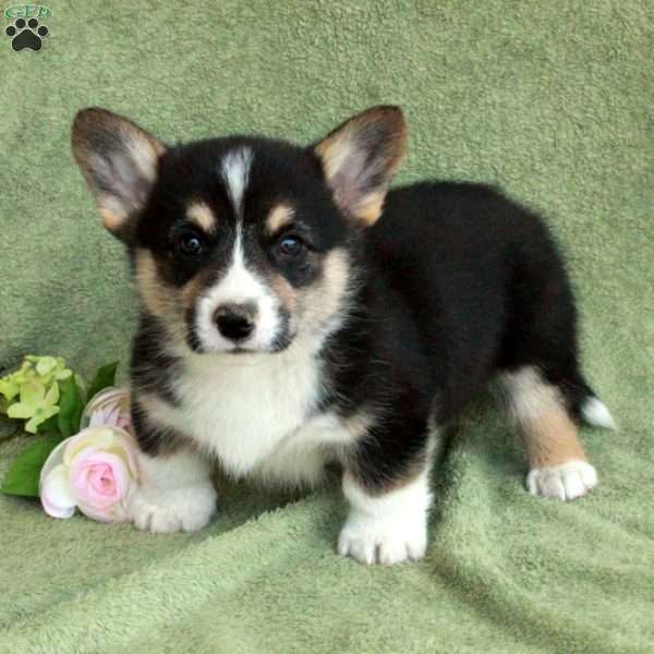 Bentley, Pembroke Welsh Corgi Puppy