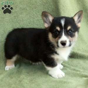 Bentley, Pembroke Welsh Corgi Puppy