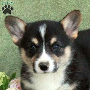 Bentley, Pembroke Welsh Corgi Puppy