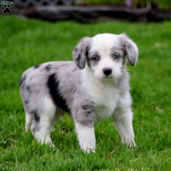 Bentley, Miniature Poodle Mix Puppy