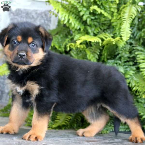 Bentley, Rottweiler Mix Puppy
