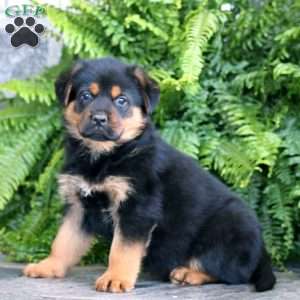 Bentley, Rottweiler Mix Puppy