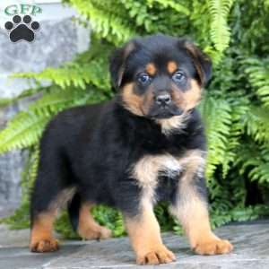 Bentley, Rottweiler Mix Puppy