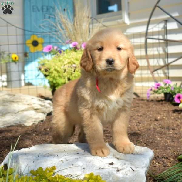 Berry, Golden Retriever Puppy