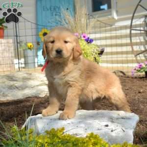 Berry, Golden Retriever Puppy