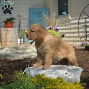 Berry, Golden Retriever Puppy