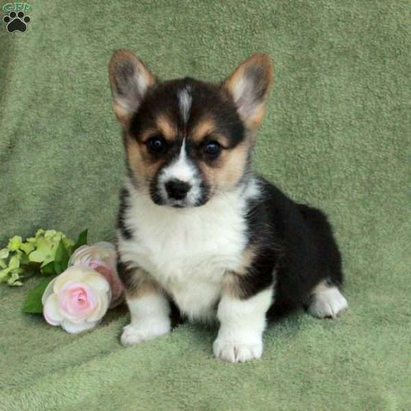 Bethany, Pembroke Welsh Corgi Puppy