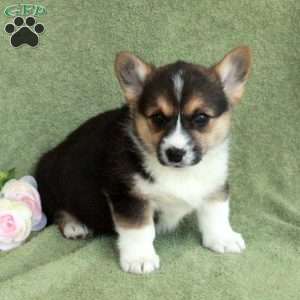 Bethany, Pembroke Welsh Corgi Puppy