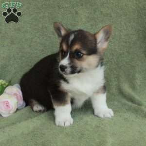 Bethany, Pembroke Welsh Corgi Puppy