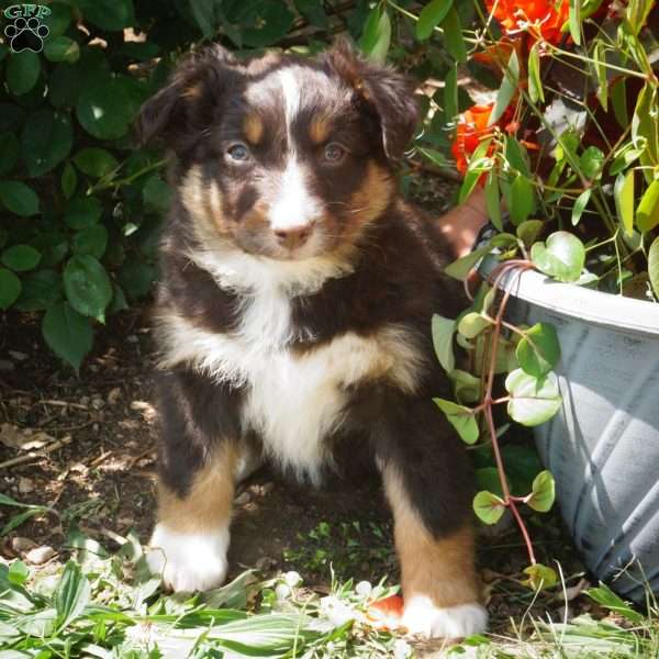 Betty, Australian Shepherd Puppy