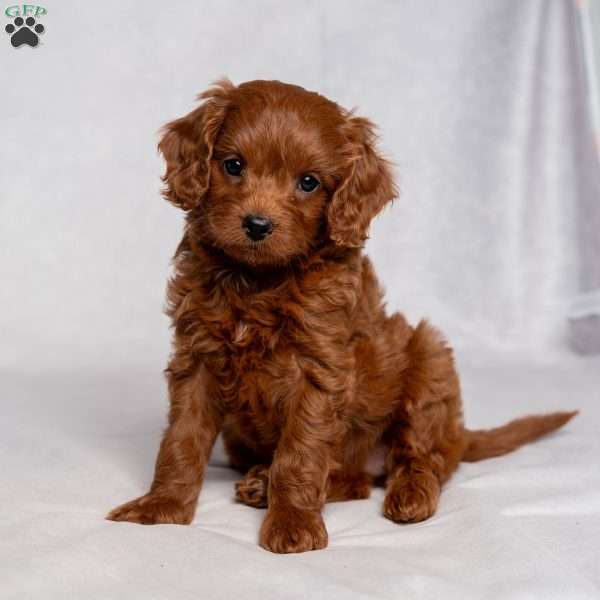 Bev, Cavapoo Puppy