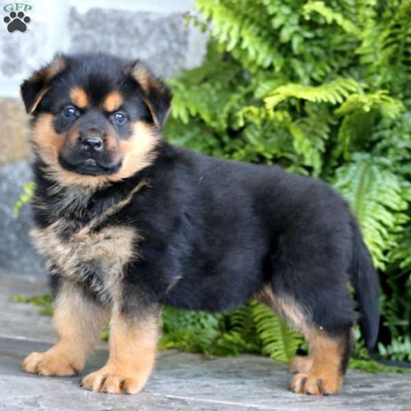 Big Ben, Rottweiler Mix Puppy