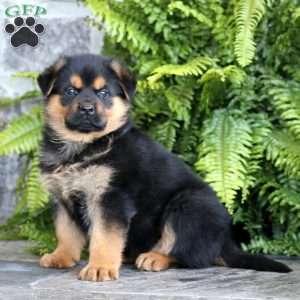 Big Ben, Rottweiler Mix Puppy
