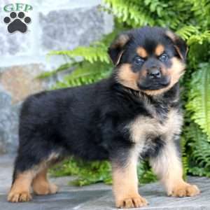 Big Ben, Rottweiler Mix Puppy