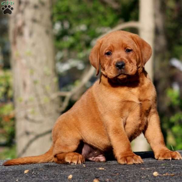 Big Red, Fox Red Labrador Retriever Puppy