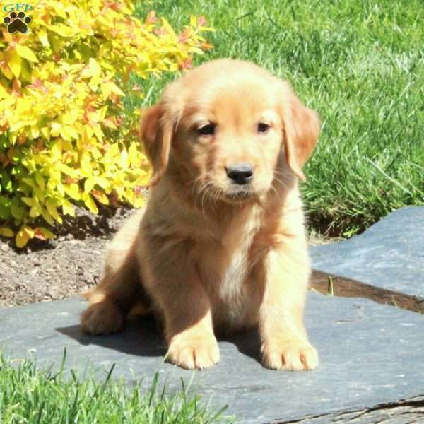 Billy, Golden Retriever Puppy