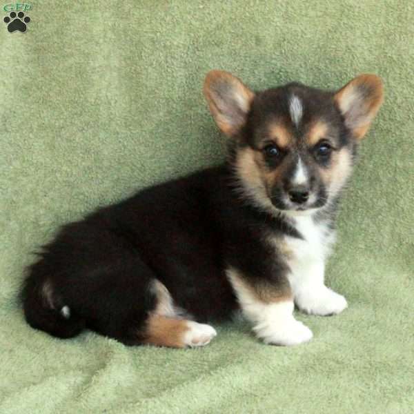 Billy, Pembroke Welsh Corgi Puppy