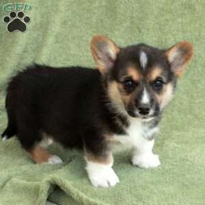 Billy, Pembroke Welsh Corgi Puppy