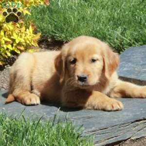 Billy, Golden Retriever Puppy