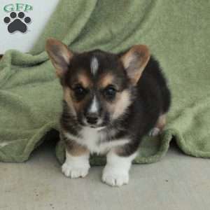Billy, Pembroke Welsh Corgi Puppy