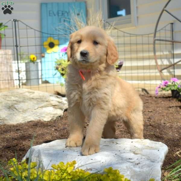 Bindi, Golden Retriever Puppy