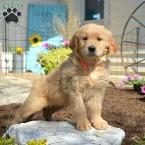 Bindi, Golden Retriever Puppy