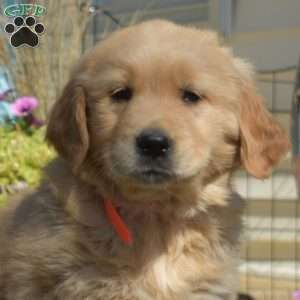 Bindi, Golden Retriever Puppy