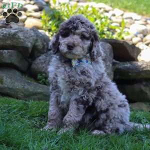 Bingo, Newfypoo Puppy