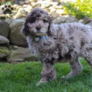 Bingo, Newfypoo Puppy