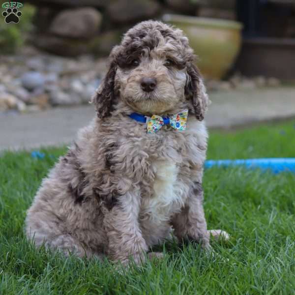 Bingo, Newfypoo Puppy