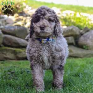 Bingo, Newfypoo Puppy
