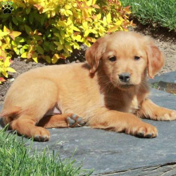 Bingo, Golden Retriever Puppy