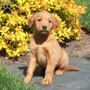 Bingo, Golden Retriever Puppy