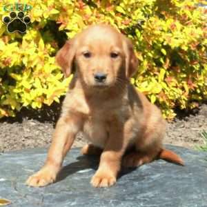 Bingo, Golden Retriever Puppy