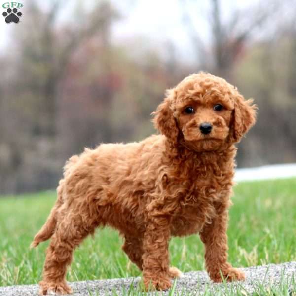 Bingo, Miniature Poodle Puppy