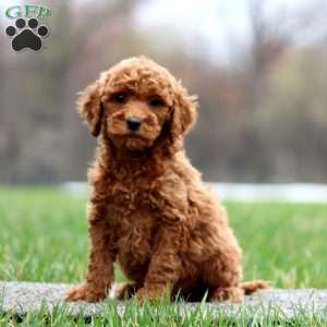 Bingo, Miniature Poodle Puppy