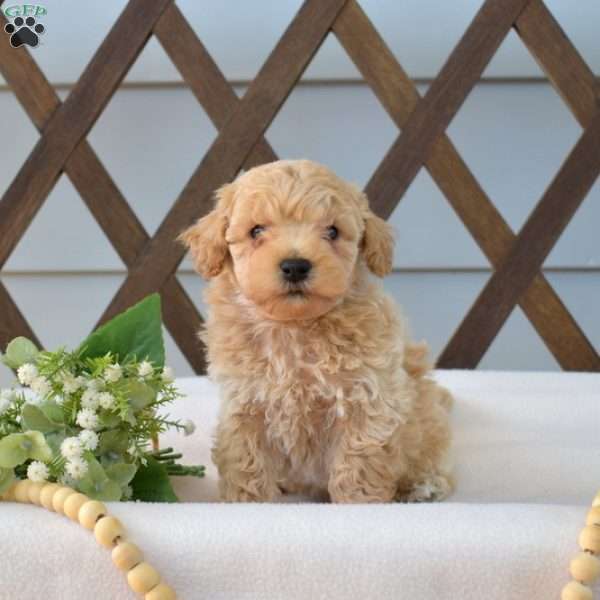 Biscuit, Bich-Poo Puppy