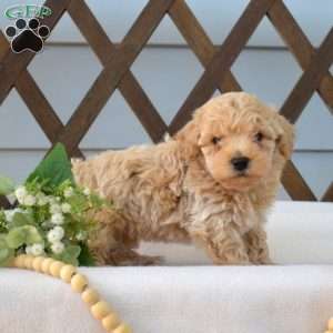Biscuit, Bich-Poo Puppy