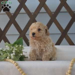 Biscuit, Bich-Poo Puppy