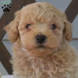 Biscuit, Bich-Poo Puppy