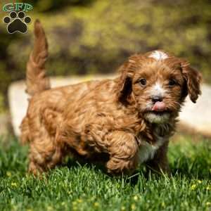 Biscuit, Cavapoo Puppy