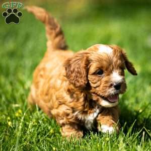 Biscuit, Cavapoo Puppy