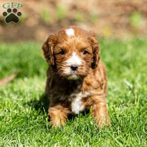 Biscuit, Cavapoo Puppy