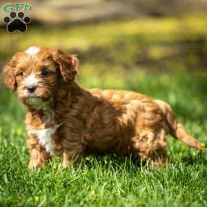 Biscuit, Cavapoo Puppy