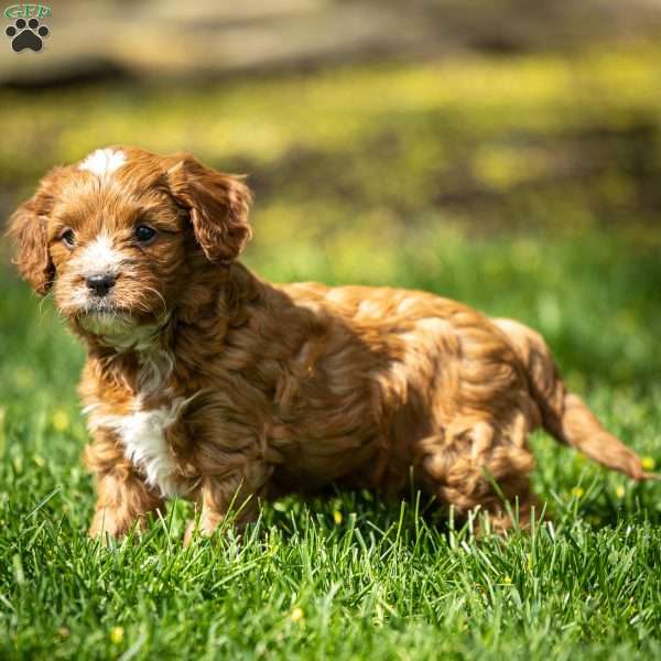 Biscuit, Cavapoo Puppy