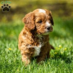 Biscuit, Cavapoo Puppy