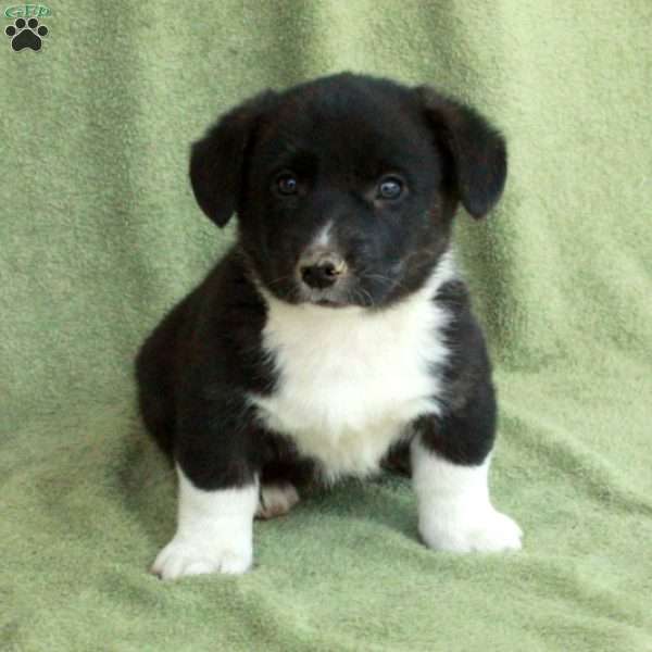 Blake, Pembroke Welsh Corgi Puppy