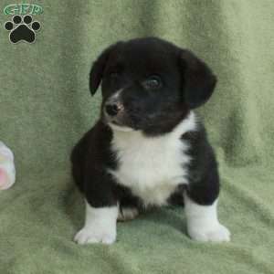 Blake, Pembroke Welsh Corgi Puppy