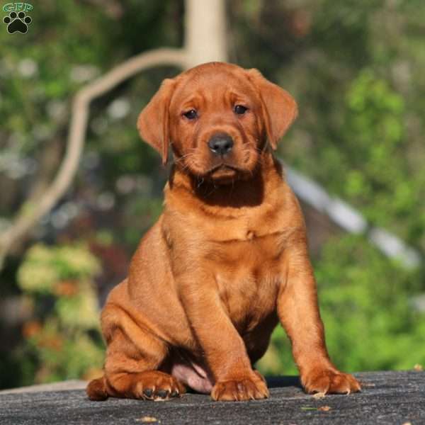 Blake, Fox Red Labrador Retriever Puppy