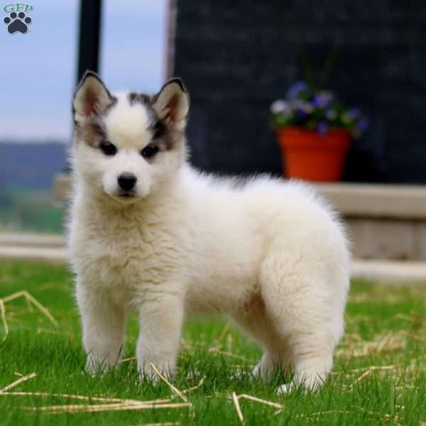 Blake, Siberian Husky Mix Puppy